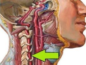 spine